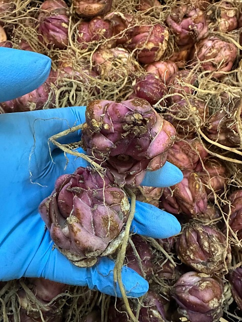 Лилия Брокен Харт